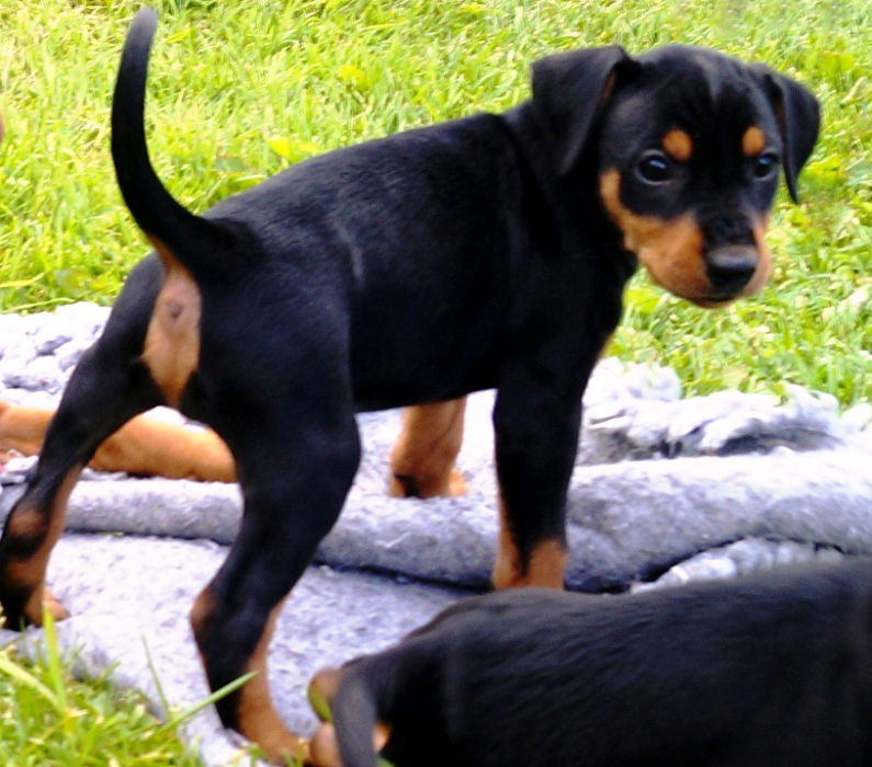 Pinscher * Xélanc Original Odessa